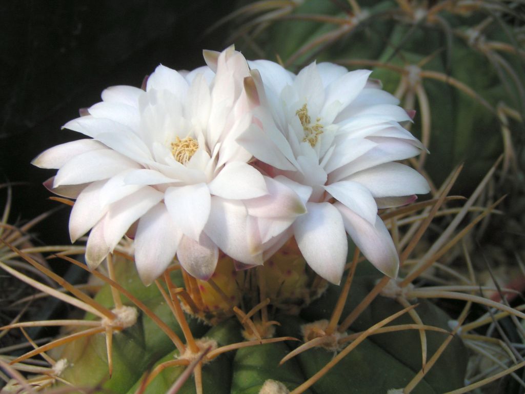 Gymnocalycium eurypleurum